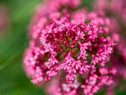 Centranthus ruber - trvalka