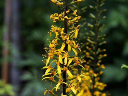 Popelivka Przewalskeho Ligularia przewalskii