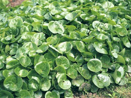 Kopytník evropský Asarum europaeum