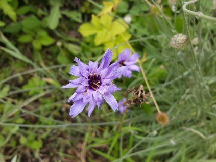 poblekla modrá Catananche caerulea