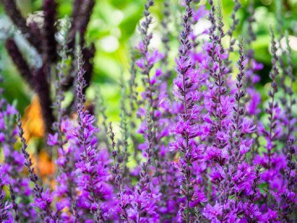 Salvia nemorosa 'Violet Queen'