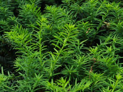 Taxus baccata 2