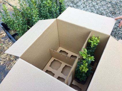 Buxus sempervirens