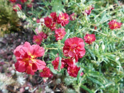 Devaternik 'Cerise Queen'