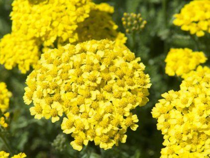 rebricek 'Aurea'
