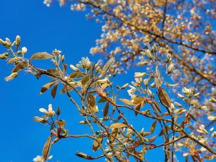 Muchovnik lamarckuv - Amelanchier lamarckii