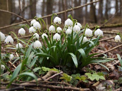 LEUCOJUM vernum 2