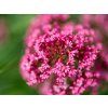 Centranthus ruber - trvalka