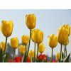 zlute tulipany