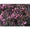 Weigela florida 'Alexandra'