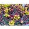 Pryšec mandloňovitý Euphorbia amygdaloides 'Purpurea'