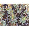 Prysec mandlonovity Purpurea sazenice