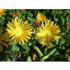 Delosperma basuticum