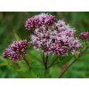 Sadec konopáč (Eupatorium rugosum) - růžový květ