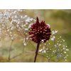 Nevěstin závoj Gypsophila paniculata