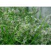 Gypsophila paniculata - květ