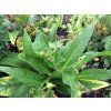 Symphytum officinale