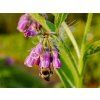 Kostival lékařský - Symphytum officinale