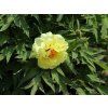 Žlutá pivoňka - Paeonia