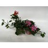 Pelargonium peltatum jednoduche