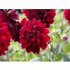 Dahlia (jirina) Arabian Night