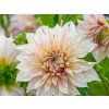 Dahlia Cafe au Lait Twist