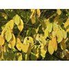 asimina triloba 884050 1280