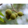 juglans nigra