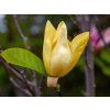 Zluta magnolie