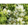 Zvonek klubkaty Campanula glomerata ‘Alba’