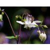 Aquilegia vulgaris White Barlow