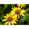 echinacea zluta