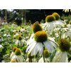 Echinacea 'Happy Star'