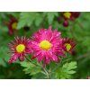 Chrysanthemum indicum 'Oury'