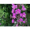 Epilobium angustifolium