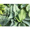 Hosta tardiana 'Halcyon'