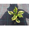 Hosta 'Golden Tiara'