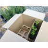 Buxus sempervirens