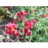 Devaternik 'Cerise Queen'