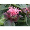 monarda Bee Lieve