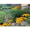 Rudbekie plstnata zari