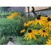 Rudbekie plstnata v trvalkovem zahone