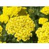 rebricek 'Aurea'