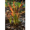 Imperata cylindrica 'Red Baron'