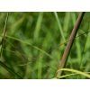 Miscanthus sinensis 'Red Chief' (2)