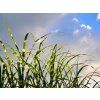 Miscanthus sinensis 'Strictus'