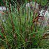 Miscanthus