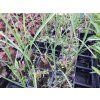 Miscanthus sinensis 'Gracillimus' - ozdobnice čínská