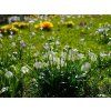 LEUCOJUM vernum 3