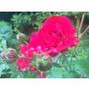 Rosa x centifolia 2